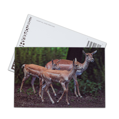 Brauner Bär in Alaska Linsenkarte Souvenir Geschenkkarte für Touristen 3D-Postkarten