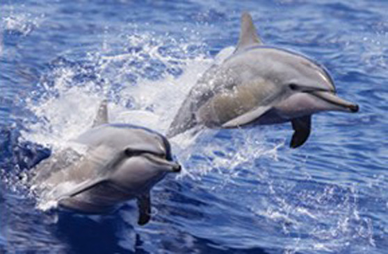Sealifes Delfin Schildkröte Hai Lentikulär 3D Bewegung Karte Souvenir Geschenkkarte